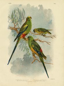 Mangefarget parakitt, 1891